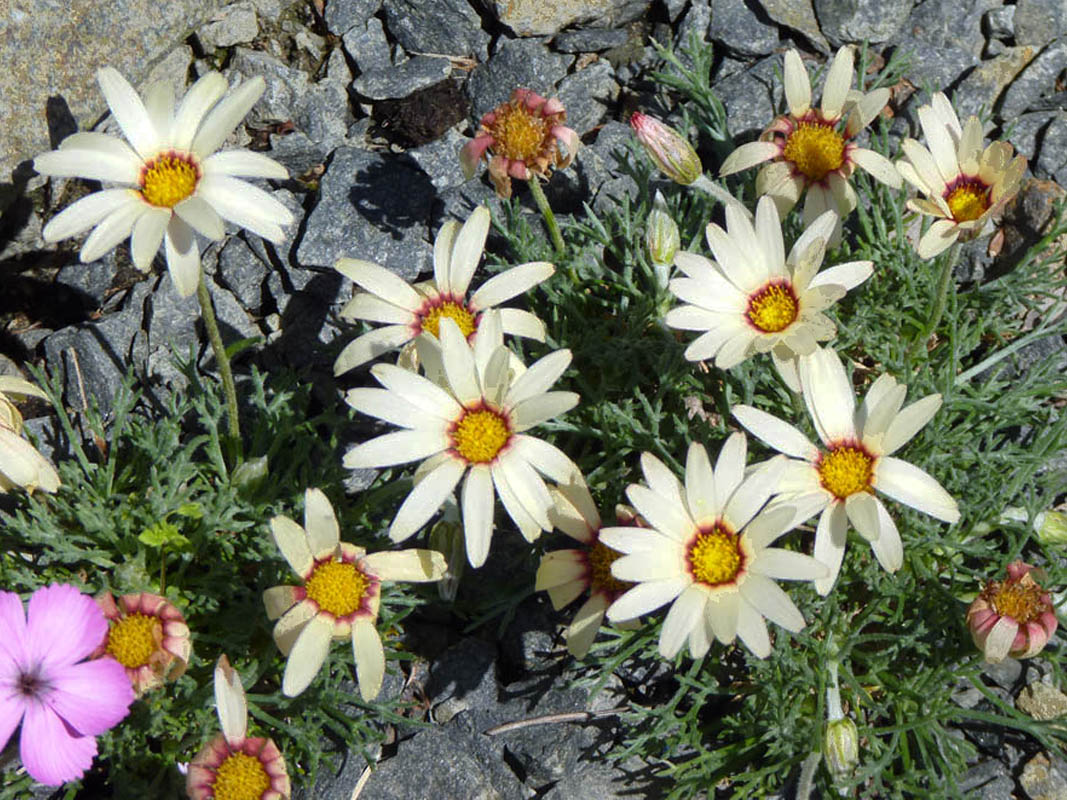 Rhodanthemum catananche 5